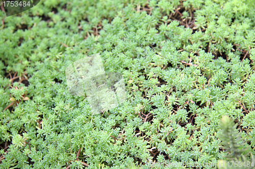 Image of green plants