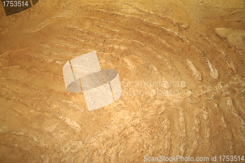Image of Close-up of fish fossils