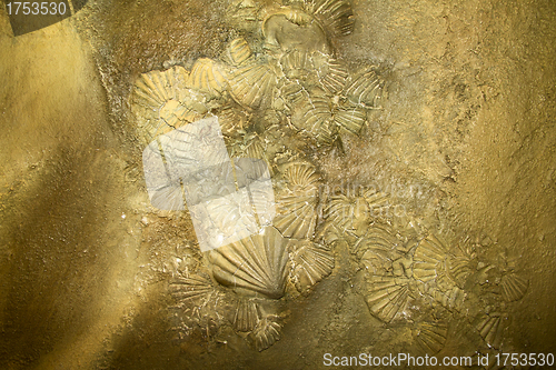 Image of Shell sediment abstract