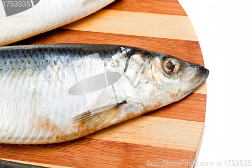 Image of close up of Fish isolated on white