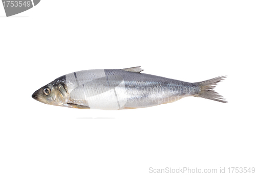Image of fish isolated on white