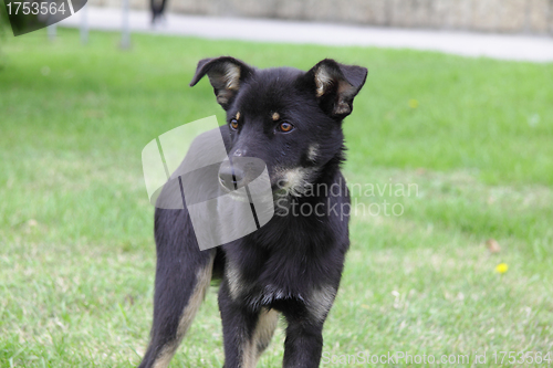 Image of dog on grass