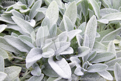 Image of plant with white petals