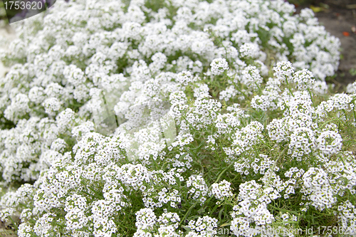 Image of white flowers background