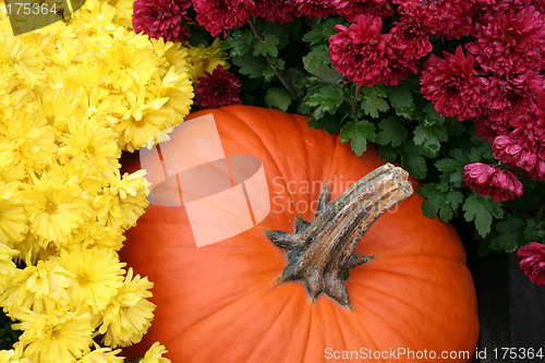 Image of Autumn Display