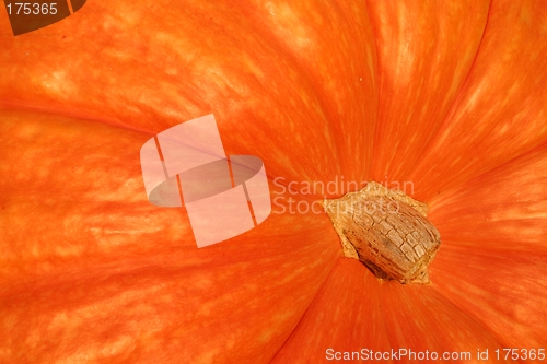 Image of Orange Gourd