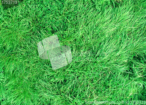 Image of field of long grass