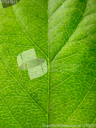 Image of green leaf texture