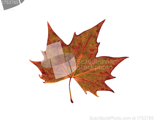 Image of autumn dry leaf of red oak tree