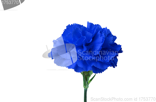 Image of blue flower isolated on white
