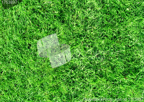 Image of field of short grass
