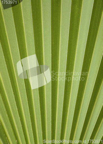 Image of Palmleaf