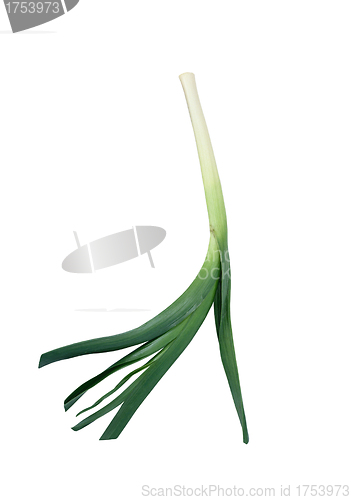 Image of Green onions isolated on white with natural shadows.