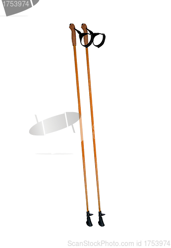 Image of walking sticks under thew white background