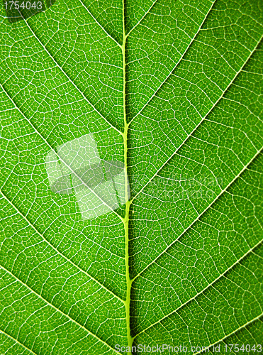 Image of Leaves, close-up