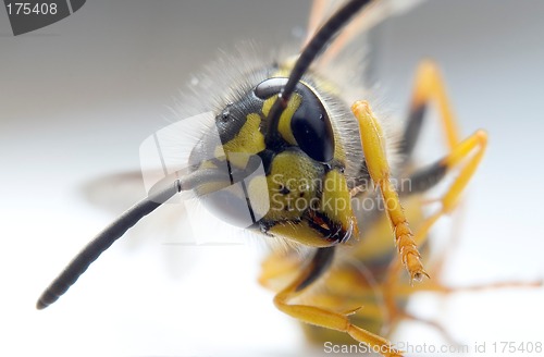 Image of Wasp