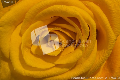 Image of orange rose