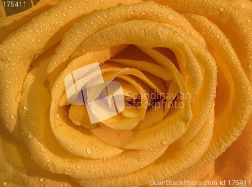 Image of Rose