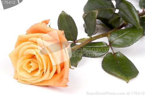 Image of Alone rose