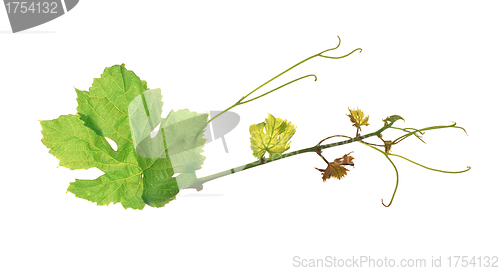 Image of The green grape leaf on a white background, isolated