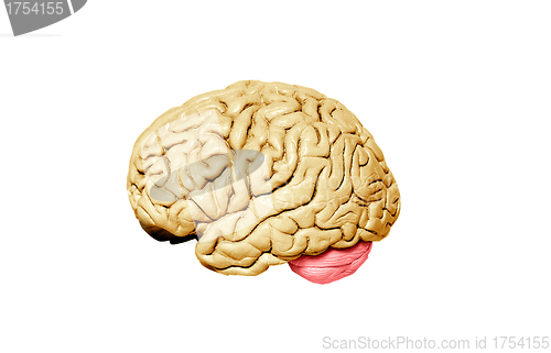 Image of Human brain model on white background