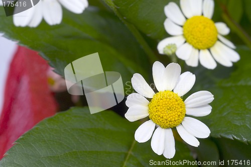 Image of Chamomile