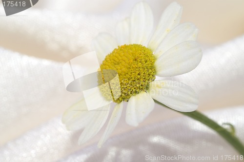 Image of Chamomile