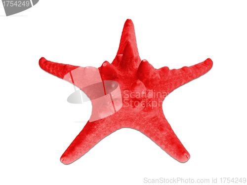 Image of One beautiful plastic starfish