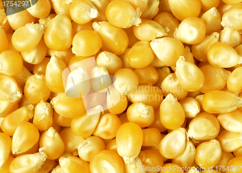 Image of corn texture