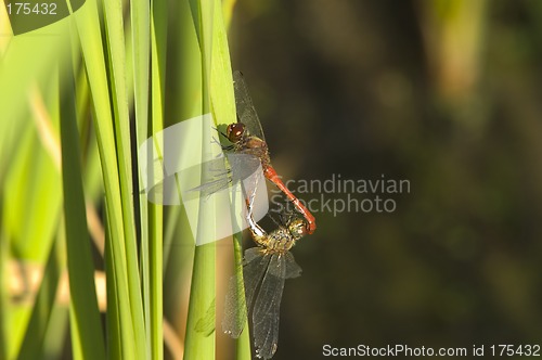 Image of Dragon-fly