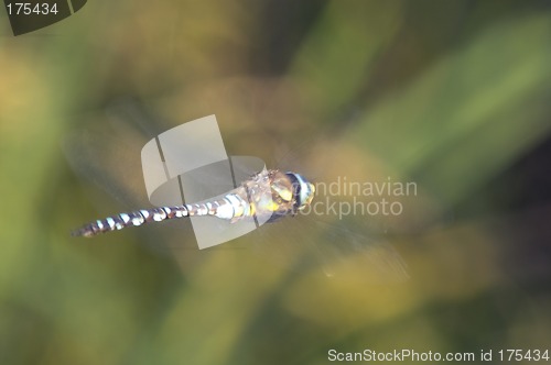 Image of Dragon-fly