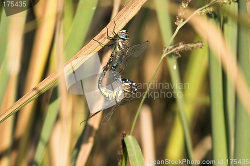 Image of Dragon-fly