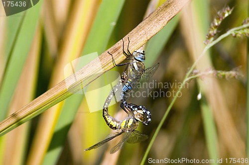 Image of Dragon-fly