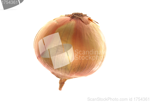 Image of onion