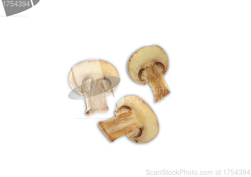 Image of three agaricus mushrooms isolated on a white background