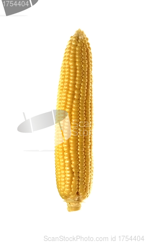 Image of Tasty kitchen. Fresh corn isolated on white