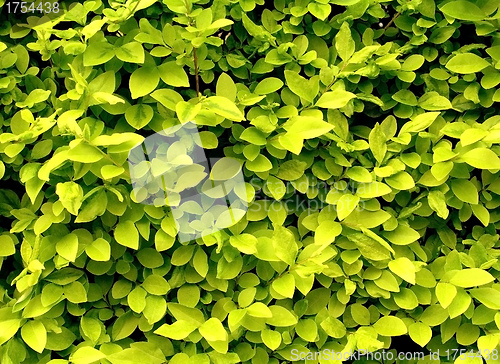 Image of texture leafs of currant