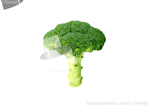 Image of Broccoli on White Background