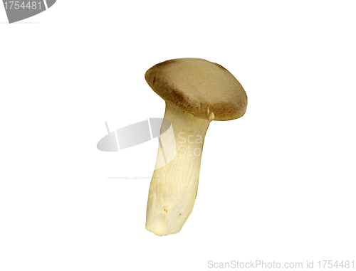 Image of agaricus mushroom isolated on a white background