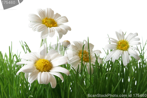 Image of Daisy Field Macro