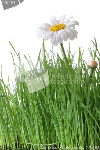 Image of Daisy and Grass