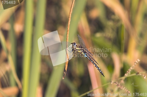 Image of Dragon-fly