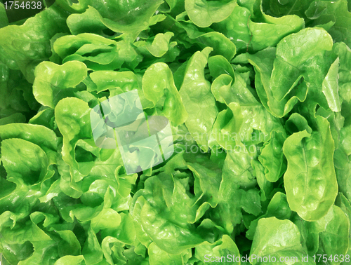 Image of fresh green salad macro