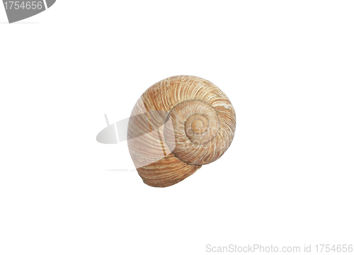 Image of Sea Shell on Isolated White Background