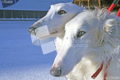 Image of borzoi dogs