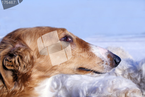 Image of borzoi dog