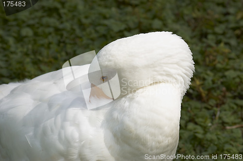 Image of White Duck