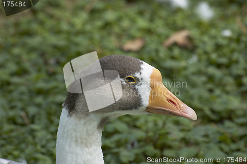 Image of Duck