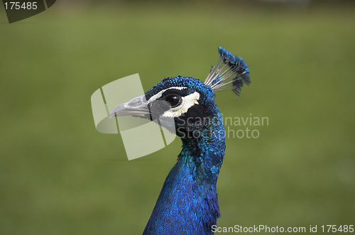 Image of Peacock