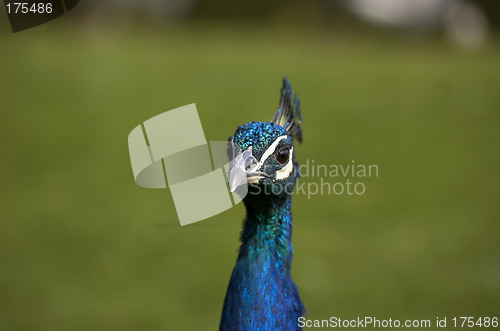 Image of Peacock